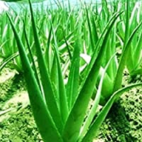 TOPmountain Semillas de Aloe 200 Piezas Semillas de Plantas suculentas Jardín Balcón Plantas Semillas Decoración